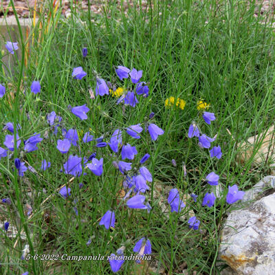 Rundblättrige Glockenblume - Campanula rotundifolia