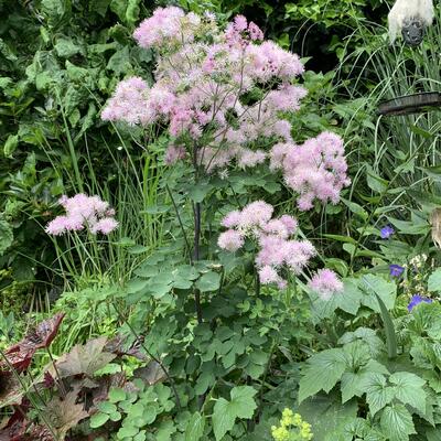 Thalictrum aquilegifolium 'Purpureum' - 