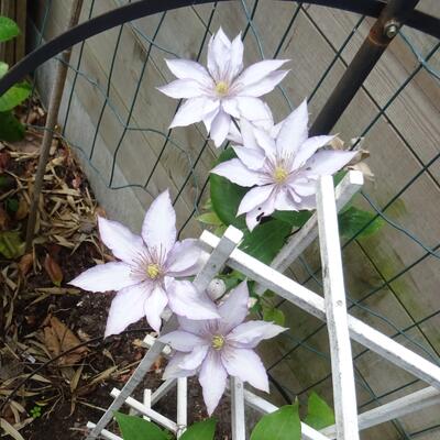 Clematis 'Samaritan Jo' - 