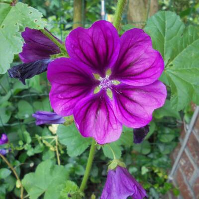 Malva sylvestris - Wilde Malve - Malva sylvestris