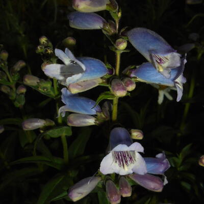 Penstemon 'Sour Grapes'