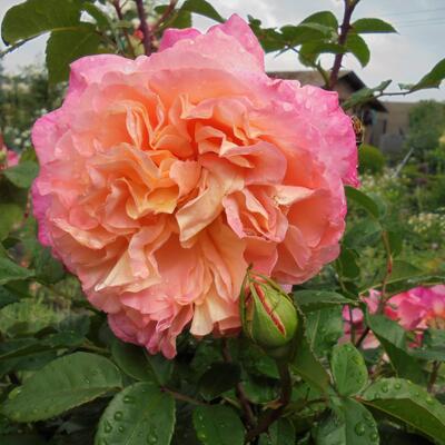 Rosa 'Augusta Luise' - 