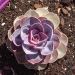 Echeveria 'Purple Pearl' - 