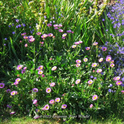 Erigeron 'Four Winds' - 