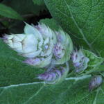 Salvia sclarea var. turkestanica - Salvia sclarea var. turkestanica