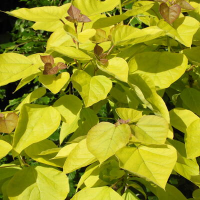 Catalpa bignonioides 'Aurea'