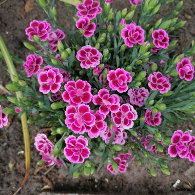 Dianthus caryophyllus 'Pink Kisses' - 