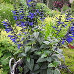 Salvia guaranitica 'Black & Bloom' - 