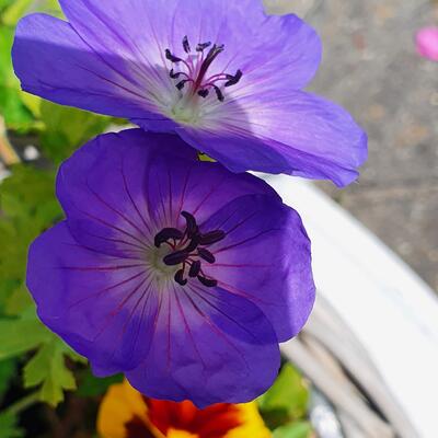 Geranium 'Sylvia's Surprise'