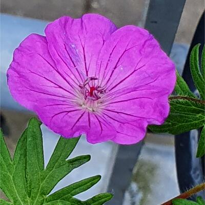 Geranium 'Sylvia's Surprise' - Geranium 'Sylvia's Surprise'