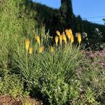 Kniphofia 'Bees' Sunset' - 