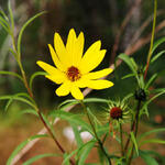 Helianthus salicifolius - Helianthus salicifolius - Weidenblättrige Sonnenblume
