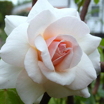 Rosa 'Penny Lane' - 