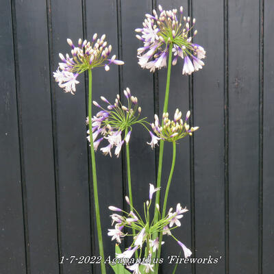 Agapanthus 'Fireworks' - Agapanthus 'Fireworks'