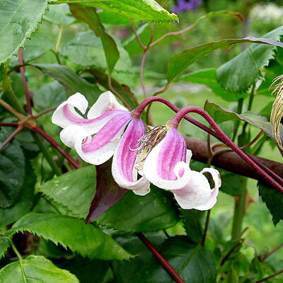 Clematis texensis 'Princess Kate' - 