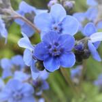 Cynoglossum amabile 'Blue Shower' - 