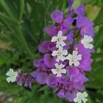 Limonium sinuatum - 