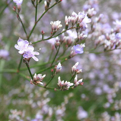 LIMONIUM LATIFOLIUM - Limonium platyphyllum