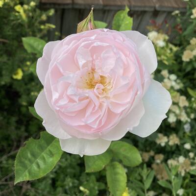 Rosa 'Gentle Hermione' - 