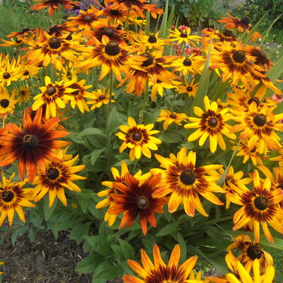 Rudbeckia hirta - 