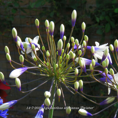 Agapanthus africanus 'Twister' - Agapanthus africanus 'Twister'