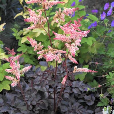 Astilbe 'Chocolate Shogun' - Astilbe 'Chocolate Shogun'