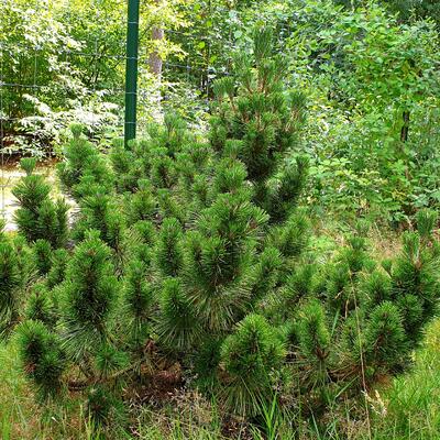 Pinus thunbergii 'Sayonara' - 