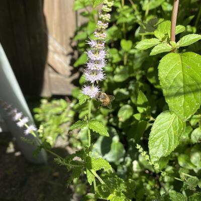 Mentha arvensis 'Strawberry' - 