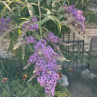 Buddleja davidii 'Dartmoor' - 