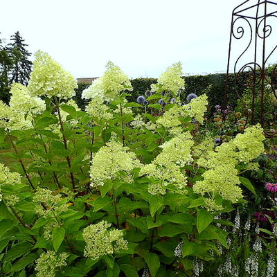 Hydrangea paniculata 'Limelight'