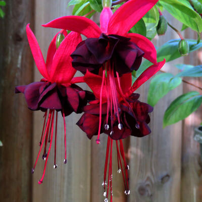 Fuchsia 'Roesse Blacky' - 