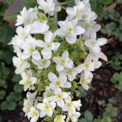 Hydrangea quercifolia 'Sikes Dwarf'