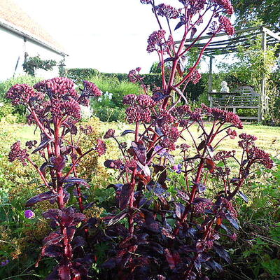 Sedum 'Purple Emperor' - Hylotelephium telephium 'Purple Emperor'