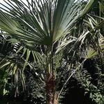 Trachycarpus sp. 'Manipur'  - 