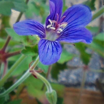 Geranium wlassovianum - Geranium wlassovianum