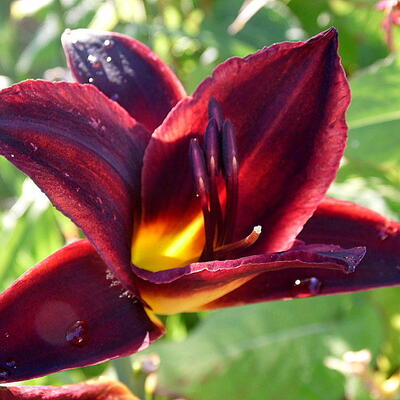 Hemerocallis 'Crawley Crown' - 