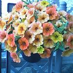 Petunia 'CASCADIAS Indian Summer' - 