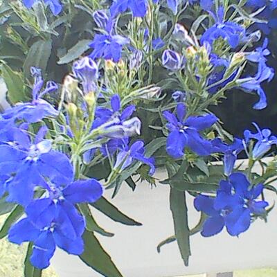 Lobelia erinus - 