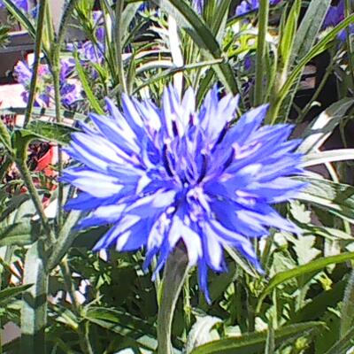 Centaurea - 