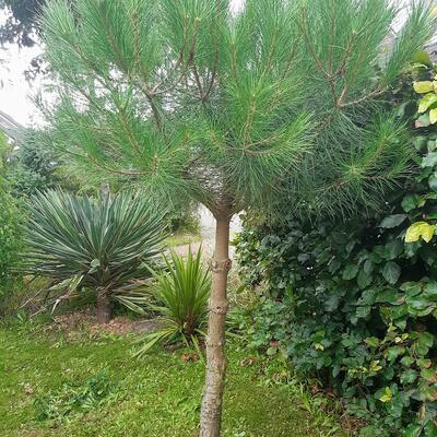 Pinus pinea 'Silver Crest' - 