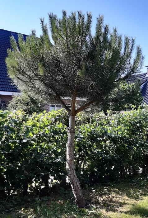 Pin - Pinus pinea