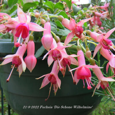 Fuchsia 'Die Schone Wilhelmine' - 