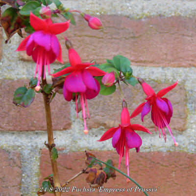 Fuchsia 'Empress of Prussia' - 