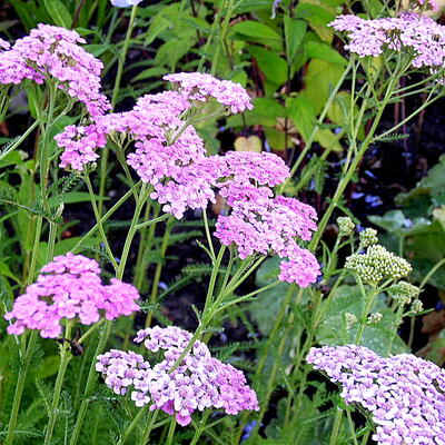 Achillea millefolium 'Cerise Queen' - 