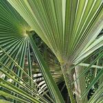 Trachycarpus sp. 'Manipur'  - 