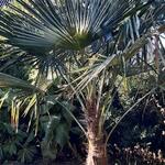 Trachycarpus sp. 'Manipur'  - 