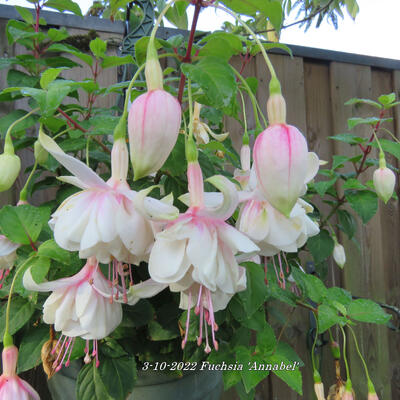 Fuchsia 'Annabel' - 