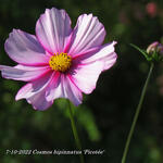 Cosmos bipinnatus 'Picotée' - 