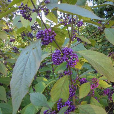 Callicarpa bodinieri 'Profusion' - Callicarpa bodinieri 'Profusion'