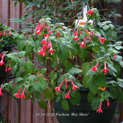 Fuchsia 'Boy Marc' - 